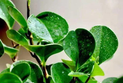 豆瓣绿叶片上生了黑色小麻点，一招轻松解决